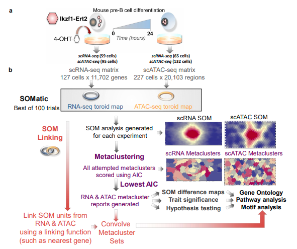 Screen Shot 2018-10-19 at 10.42.54 AM